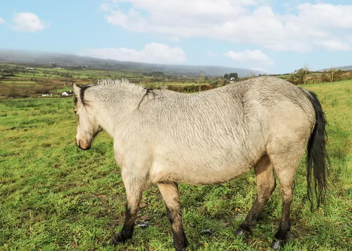 Glenview Log Holiday home *